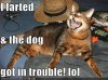 funny-pictures-cat-blames-it-on-the-dog.jpg