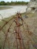 barbed wire at verdun.jpg