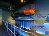 Explosion - Museum Of Navel Firepower - Vinatge Torpedoes 2.jpg