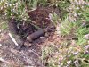 recovered relic explosive bomb mine grenade rocket projectile ordnance   (33).jpg