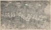 ww1 stickbundles.jpg