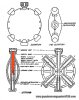 DiskusDefSchema2 copy.jpg