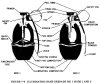 03 - Illuminating grenade Mk1. Mod.1 and Mk1. Mod.2.jpg