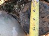 4.5 in. Projectile Base.1 (UNKNOWN) WP Filled IMG_2546.jpg 4.5 in. Projectile Base.1 (UNKNOWN) WP Filled IMG_2546.jpg