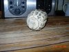 DSCN0867.jpg DSCN0867.jpg