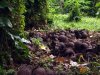 Guadalcanal Jap helmets 2005.jpg