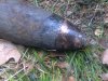 First Republic air bomb about 10 kg, length 40 cm, diameter about 70 mm 008 Hradec Kralove regio.jpg
