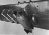 50-kg-Bombe-am-Mustang 1.jpg 50-kg-Bombe-am-Mustang 1.jpg