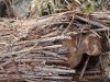 DSC00919a.jpg