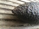 IMG_1893.jpeg