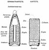 Long Tom shells__001_crop_ChatGPT_case.jpg Long Tom shells__001_crop_ChatGPT_case.jpg