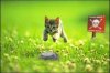 633516835326371205-bomb-disposal-kitteh---im-in-ur-minefields.jpg