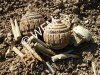 relics_verdun_2009.jpg