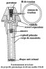 Fr Mo pneumatique 60 mm-02.JPG