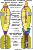 3 inch Mo SB-01.JPG