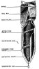 The Sprengbombe Cylindrich 250.jpg