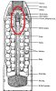 QF2.95inchMkIVShrapnelRound.jpg