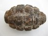 Relic F1 Grenade uncleaned 1.jpg