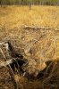 JAP.CRATER.jpg JAP.CRATER.jpg