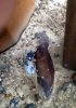 Hopton beach.jpg Hopton beach.jpg