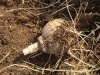 No 28 Grenade dug up.jpg