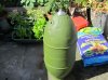 green 007 (800x600).jpg