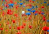 bleuets et coquelicots.jpg