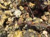 18 Jun 15 Suspected EOD on beach in Norfolk.jpg