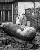 An+unexploded+German+parachute+mine+in+a+Liverpool+garden,+1940.jpg