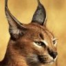 Caracal