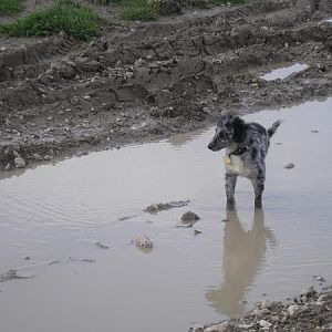 Ollies first puddle- little did he know that he would learn to swim in a much bigger one that day!
