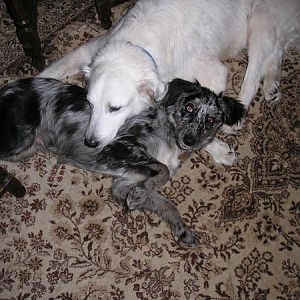 This is Casper our 16year old collie who thinks Ollie is a pillow