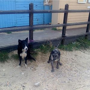 ollie & milley at Muddyford,he's not happy at being tied up!