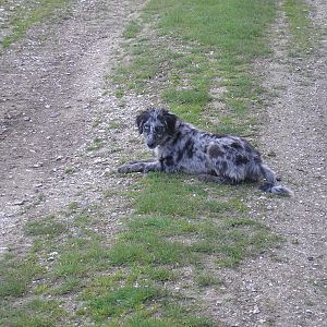 This was ollies first time out on the plain,needed lots of rest stops then,now we do!