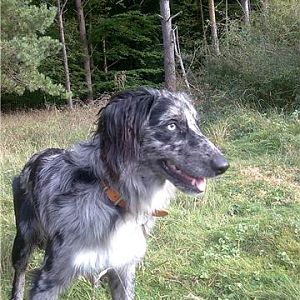 Ollie at Bulford ranges,he's nearly a year old now and does as he is told(mostly)