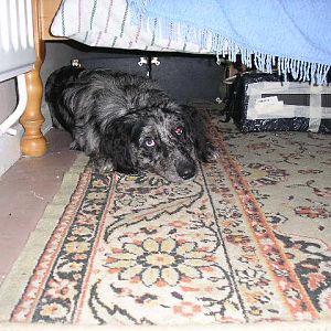 Ollie hiding under the bed...sorry mate you are having a bath!