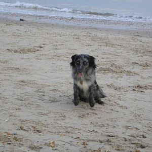 Ollie At The Seaside