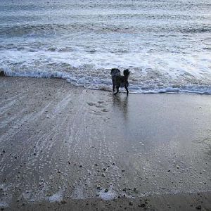 Ollie At The Seaside,big Puddle Fights Back!