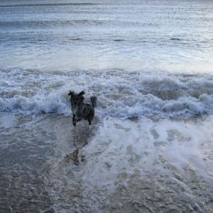 Big Puddle Won!