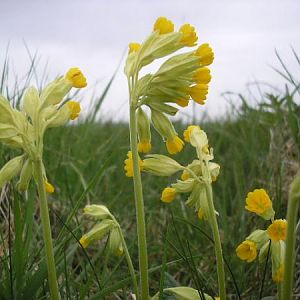 Spring Has Arrived On The Plain