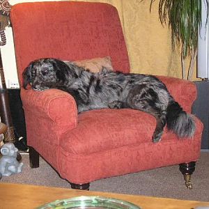 He's Now Claimed A Chair!