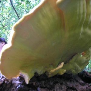 Elf And Toadstall