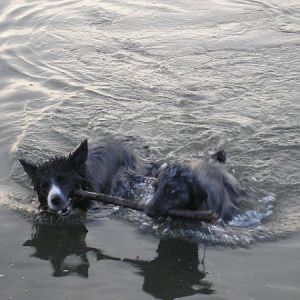 Ollie And Millie At Mudeford