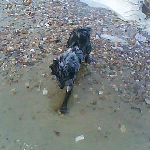 Ollie Fishing In A Rock Pool