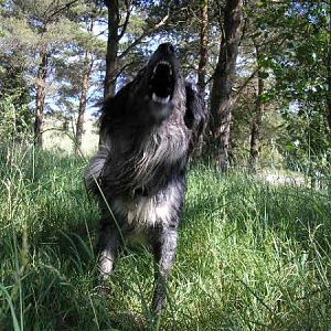 Giving It Large In A Wood
