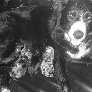 Ollie And Millys Pups...more On The Way!