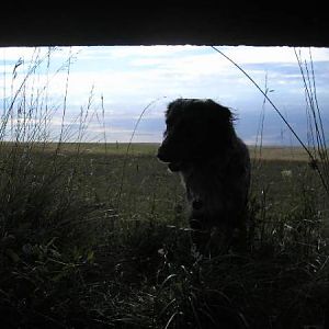 Any Rabbits Dad?