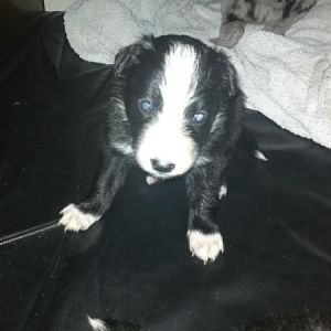 Second Born,Border Bitch