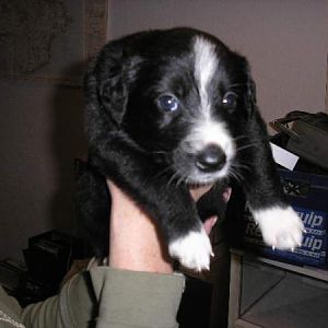 Border Dog