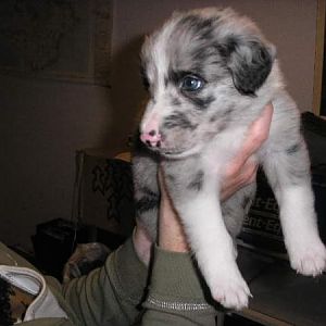 Merle Dog...Mmm Think This One Stays!